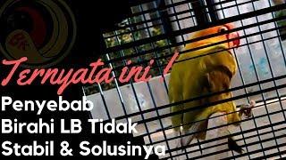 Ternyata Ini Penyebab LB Birahi dan Solusi Mengatasi