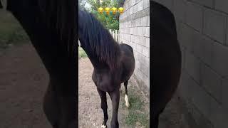 #подпишись #подпишись #horse #лошадки #reels #automobile #моялошадь #лошади #арабскиелошади #cow