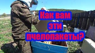 ПЕРЕСАДКА ПЧЕЛОПАКЕТОВ от А до Я, КУПИЛИ КОТА В МЕШКЕ ИЛИ ПЧЁЛ?