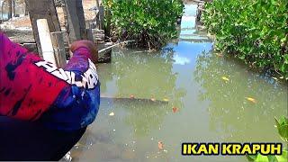 Mancing Ikan Krapuh Di Waktu Air Laut Pasang