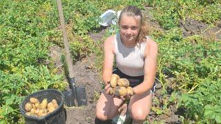 Копаєм картоплю з ревізором‼️Параза 200грн‼️