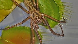 MASSIVE SPIDER WANDERS ACROSS MY BEST FLY TRAP 捕蠅草