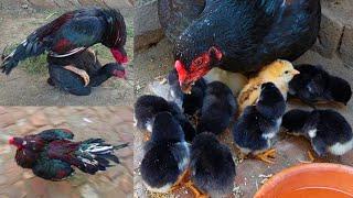 10 Chicks of Sindhi Cross Chicken came out