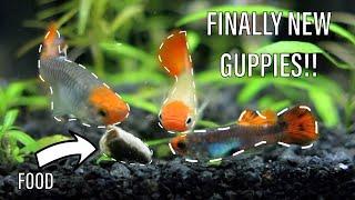 NEW Koi Tuxedo Guppies!