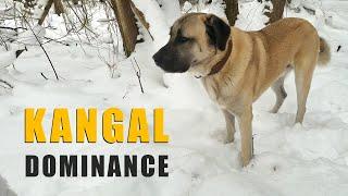 Kangal Dominance | Can You Be An Alpha With A Kangal? | Ash The Kangal