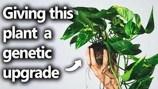 Giving your house plants genetic enhanced super powers