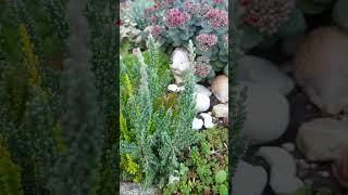 Моя альпийская горка вечером ‍️‍️ Mein Steinbeet am Abend  