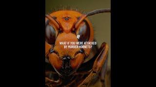 What If You Were Attacked by Murder Hornets? #Shorts