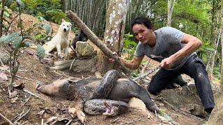 A large snake appeared, Confronting giant pythons that are harmful to pets , Vàng Hoa