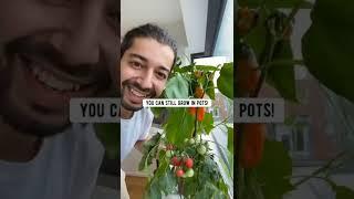 Grow Tomatoes in a Pot with Store-Bought Cherry Tomatoes | creative explained