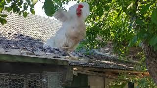 Die kleine Gerda geht wieder auf dem Dach spazieren. Little Gerda goes for a walk on the roof again.