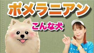 ポメラニアンってこんな犬! ドッグトレーナーが解説します