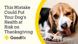 Can You Give Dogs Turkey Bones? Learn the Risks | GoodRx