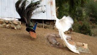 Leucistic VS Wild Type Indian Peacock Joust