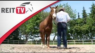 Horsemanship - die Bodenarbeit mit dem Pferd