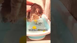 How to Bathe Your Cat in 5 Simple Steps