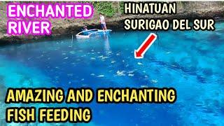 VIRAL, TRENDING AND POPULAR ENCHANTED RIVER OF HINATUAN SURIGAO DEL SUR FISH FEEDING PORTION