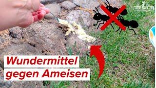Wundermittel gegen Ameisen! OHNE Chemie!  verschwinden für immer von Pflanzen, Rasen und Beet!