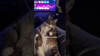 Funny animal videos I found on Instagram and Tiktok #shorts #funnyanimals #cat #funnypets #funny