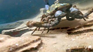 The Terrifying Giant Scorpion That Roamed Prehistoric Oceans