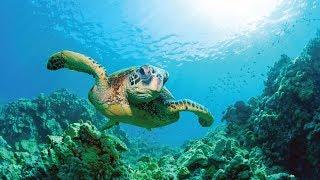 Snorkeling at Blue Bay, Mauritius