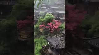 246青石小路旁，鳥魚花香時，蒙蒙細雨中，沉浸大自然。 #rain #new #rainsounds #landscape #relaxing