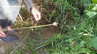 mancing lobang lembat di bawah gunukan sawit muda