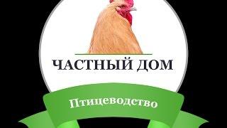 Частный дом Птицеводство