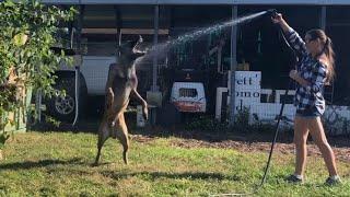 Dogs Does Yard Work With Mom #dogfunny #doglife #smartdog