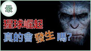 最聰明的動物！擁有7歲孩子智力的是？