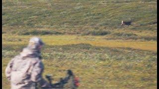 CARIBOU SPOT & STALK on the Haul Road