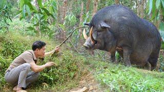 Bath the pigs, Build a fence around the farm - Ferocious pigs have scary teeth