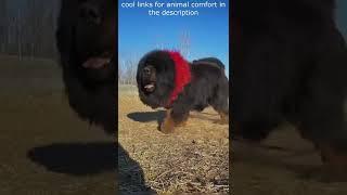 Top  Funny animals videos - Try Not To Laugh  - 94 #Shorts