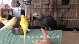 Baby African Grey Parrot's first few weeks