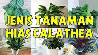 ANEKA JENIS TANAMAN HIAS CALATHEA YANG CANTIK