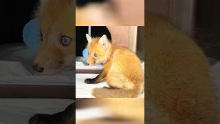 この母キツネは子ギツネを救うために人間の助けを求めた