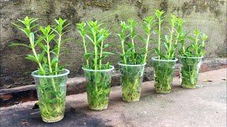 Tips to grow Rice Paddy Herb vegetables without soil, easy for beginners | Grow Rice Paddy Herb