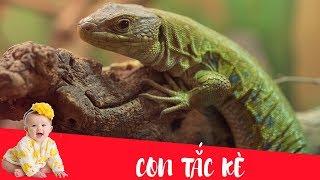 Dạy bé học nói con vật tiếng Việt | Con tắc kè | Dạy trẻ thông minh sớm