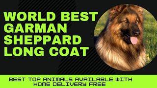 Long Coat German Shepherd Dog /Long Coat Garman Shepherd Price in Pakistan  / With Amazing Beauti