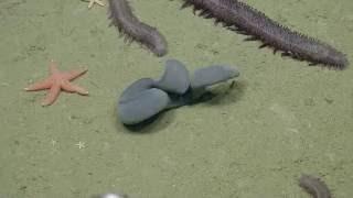 Hagfish Ties Itself Into a Knot | Nautilus Live