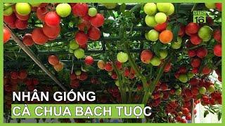 Kinh nghiệm nhân giống cà chua bạch tuộc quả sai trĩu | VTC16