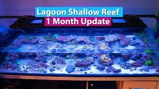 Lagoon Shallow Reef Tank - 1 Month Saltwater Aquarium Update