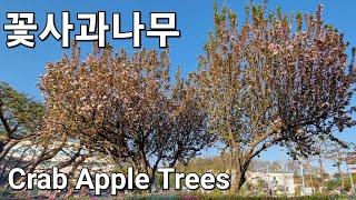 꽃사과나무 Crab Apple Tree | Spring in South Korea