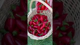 What I Bring To The Table #food  #backyardhomestead #growyourownfood #gardening #homegrown