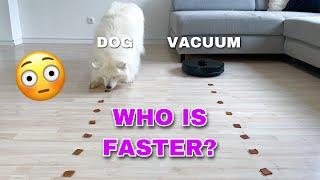 Will My Dog Fight Robot Vacuum When It Comes To Food? I Viomi Alpha (S9)