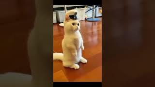 kucing lucu berdiri kaki 2 seperti jadi polisi - gemesin banget sih #shorts