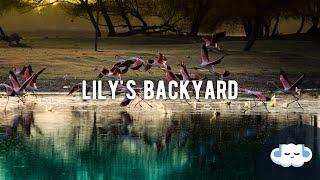 Chloe Lilac - lily's backyard (Lyrics)