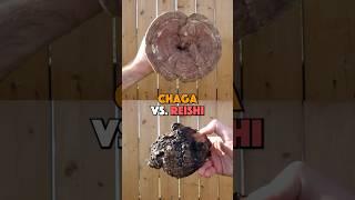 Chaga vs. Reishi: Which mushroom is right for you? 