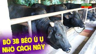 BÍ QUYẾT VÀNG VỀ CÁCH VỖ BÉO BÒ 3B CHO NHÀ NÔNG