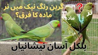 GREEN RINGNECK MAIN MALE FEMALE KA FARQ